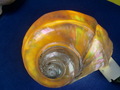 CIMG9193.JPG