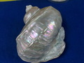 CIMG9195.JPG