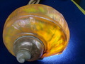CIMG9200.JPG