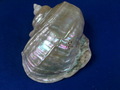 CIMG9203.JPG