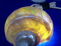 CIMG9208.JPG