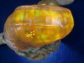 CIMG9209.JPG