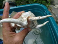 CIMG9724.JPG