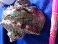 CIMG9839.JPG