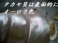 takasekagayaki.jpg